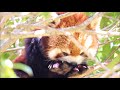 ソラちゃん食事 まさかのりんご拒否？ 市川市動植物園 レッサーパンダ red panda ichikawa city zoo