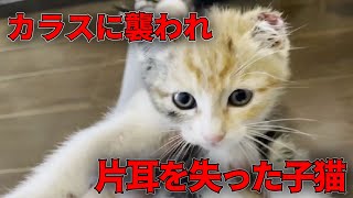 カラスに襲われ片耳をなくした子猫を保護【We rescued a kitten】