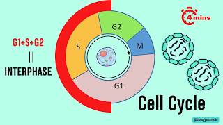 Cell Cycle Phases in 4 minutes