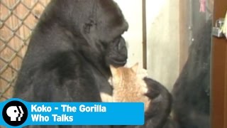 KOKO - THE GORILLA WHO TALKS | The Cutest Thing You'll See Today | PBS