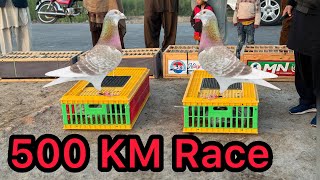 500 KM race of Racing Pigeons | Racer Pigeon Race