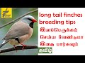 Shaftail | long tail finches breeding tips in Tamil