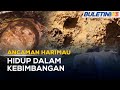 ANCAMAN HARIMAU | Penternak Bimbang Serangan Harimau Belang