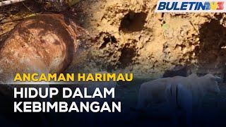 ANCAMAN HARIMAU | Penternak Bimbang Serangan Harimau Belang