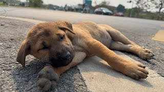 The puppy tried to find its way home after being abandoned until it was exhausted. rescue puppy💖💖💖