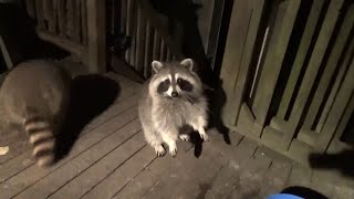 Raccoon Tuesday Second Feeding