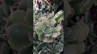 Aeonium haworthii conocida como Aeonio #organic #jardin #gardening #garden