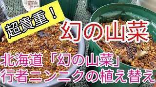 家庭菜園で簡単栽培！？「幻の山菜」行者ニンニクの植え替え！