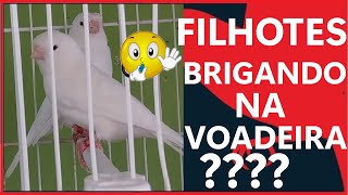 NÃO DEIXE DE VER ESSAS EXCELENTES DICAS PARA EVITAR ESTE PROBLEMA!!!!