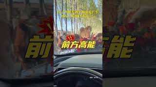 #shortsvideo #趣闻 #温暖 💖男子开婚车遇牛和骆驼拦车，网友：吃两口沾沾喜气！