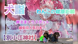 【わんこの健康祈願】超映えスポットの\