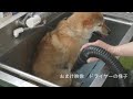 shibainu fur remov換毛の季節がやってきた 2023 柴犬抜毛処理