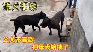 带爱犬相亲，主人费力引导，最后还是把对方给揍了，太暴躁了