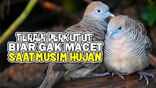 SUARA PANGGILAN PERKUTUT COCOK UNTUK TERAPI MUSIM HUJAN