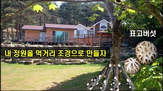 꽃도 좋지만 건강에 좋은 표고버섯과 머위의 먹거리 조경도 좋다