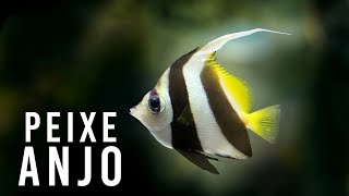 Peixe anjo imperador tropical