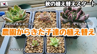 【多肉植物】【初心者】秋の植え替えスタート！多肉農園から来た子達の植え替え🌱【韓国苗】