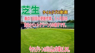 ［更新作業1ヶ月後］鮮やかなグリーン色になってきました。#芝生 #芝生の手入れ #更新作業 #ベント芝 #芝刈り #芝刈り機 #balones #柏原ゴルフ練習場 #ゴルフ練習場 #パター#vlog