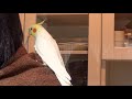 today s my happy cockatiel he likes watching dish washing カメちゃんは皿洗い監視員 オカメインコ