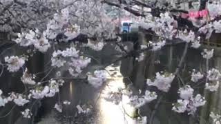 0402@東京都目黒区目黒川 午前7時（散り始めの目黒川桜の様子）