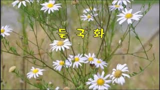 들국화 -정태민 시, 김대현 곡 -이규도 노래 -한국가곡100선