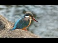 kingfisher カワセミ かわせみ