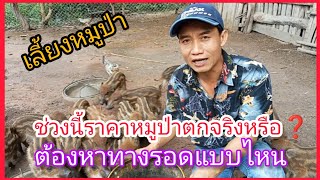 เลี้ยงหมูป่าพันธุ์ผสม ช่วงนี้ราคาตกจริงหรือ⁉️วิธีเอาตัวรอดช่วงหมูป่าขาลงต้องทำอย่างไร‼️