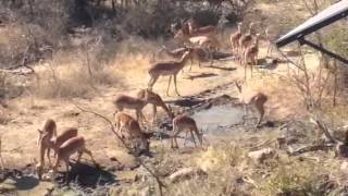 Impala drinking