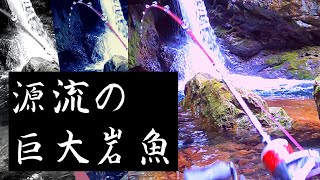 【渓流ルアー】こんな狭い渓流にバケモノイワナ！