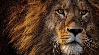 Документальный фильм про львов (National Geographic )