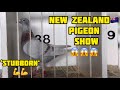 ‘STUBBORN’ SINALI KO SA PIGEON SHOW💪💪😱😱 #racingpigeon #unoloftpigeonracing #stubborn #kalapati