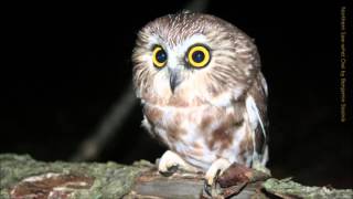 Northern Saw-whet Owl Call