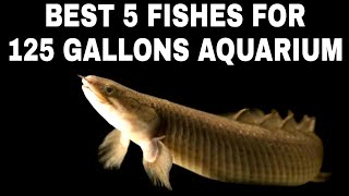 Best 5 Fish For 125 Gallon Aquarium