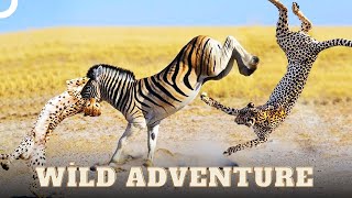 Zebras' Struggle for Survival | Wild Ones Episode 11 | Animal Documentary