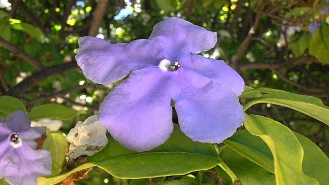 Jazmín De Paraguay: Brunfelsia Pauciflora (www.riomoros.com) - YouTube