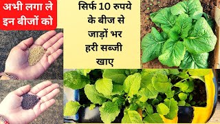 गमले में राई और सरसों लगाए और रोज साग बनाये // How to grow Mustard seed in pot