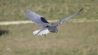 Black-shouldered Kite