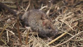 Norfolk neighbors noticing more rodents as temperatures drop