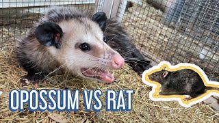Trigger Warning: Poppy Hunts and Eats a Rat!