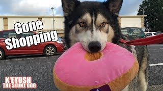 Husky Goes Shopping And Buys Donuts!