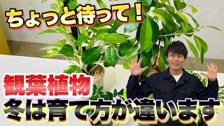 【気をつけて！】観葉植物を冬越しさせるコツ【園芸】【観葉植物】【ガーデニング】