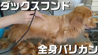 【トリミング】５倍速でわかる！ミニチュアダックスフンドのトリミング【２０５時間目】　|　(5Xspeed)Trimming for Miniature Dachshund