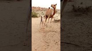 Camel kucute baby with baby enjoy happy life #camel #viral