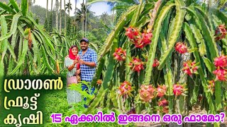 Dragon Fruit Cultivation | ഒരു ചെടിയിൽ നിന്നും 15 ഏക്കർ കൃഷി 😳