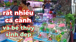 Tham quan chợ cá cảnh bể thủy sinh lớn nhất Hải Phòng tại chợ Hàng.Aquarium and aquarium fish