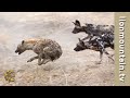 Wild Dogs vs. Hyena Showdown! | When Nature Gets Feisty!