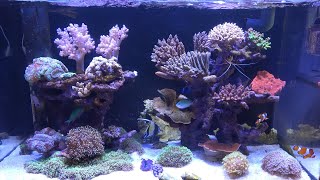 初心者向け　クマノミとサンゴ水槽の紹介  reef tank