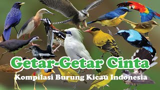 Kompilasi 100 Burung Kicau Indonesia...