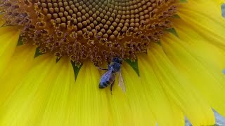 เลี้ยงผึ้งเงินล้าน ตอน ผึ้งเก็บน้ำหวานและเกสรดอกทานตะวัน/bee in sunflower