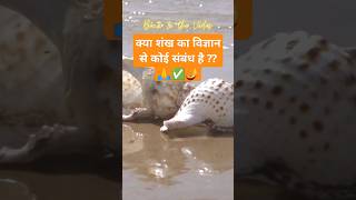 ꧁ᬊᬁSANKHᬊ᭄꧂Subscribe 🔔 😎👌🔥 संख बजाना क्यों लाभदायक है ? Why sound of seashell is beneficial for us ?